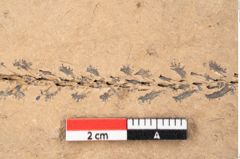 Foto (Detailansicht) von Plantae indet.  (NHMW-GEO-2024-0188-11500)
